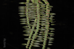 Pinanga dicksonii
